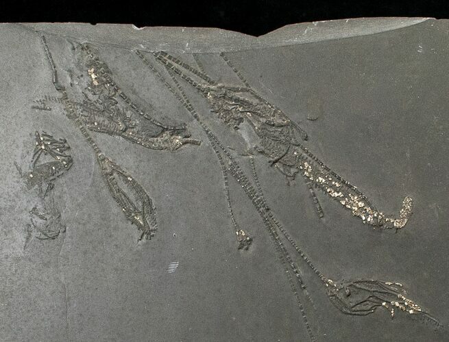 Pyritized Crinoid Assemblage From Hunsrück Slate #17540